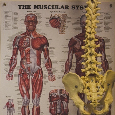 Anatomy posters and skeleton model to show normal q-angle of knee